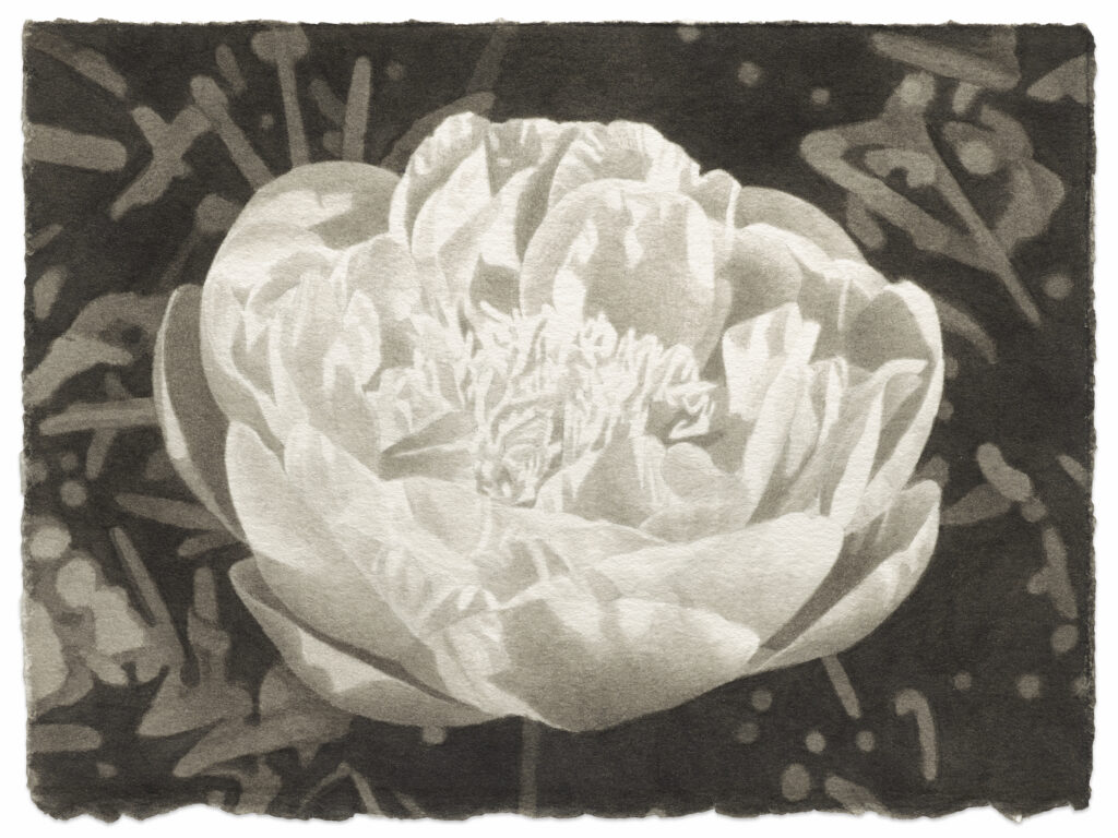 Meg Alexander, Peony Paradox #17, india Ink on paper, 5.5 x 7.5 inches