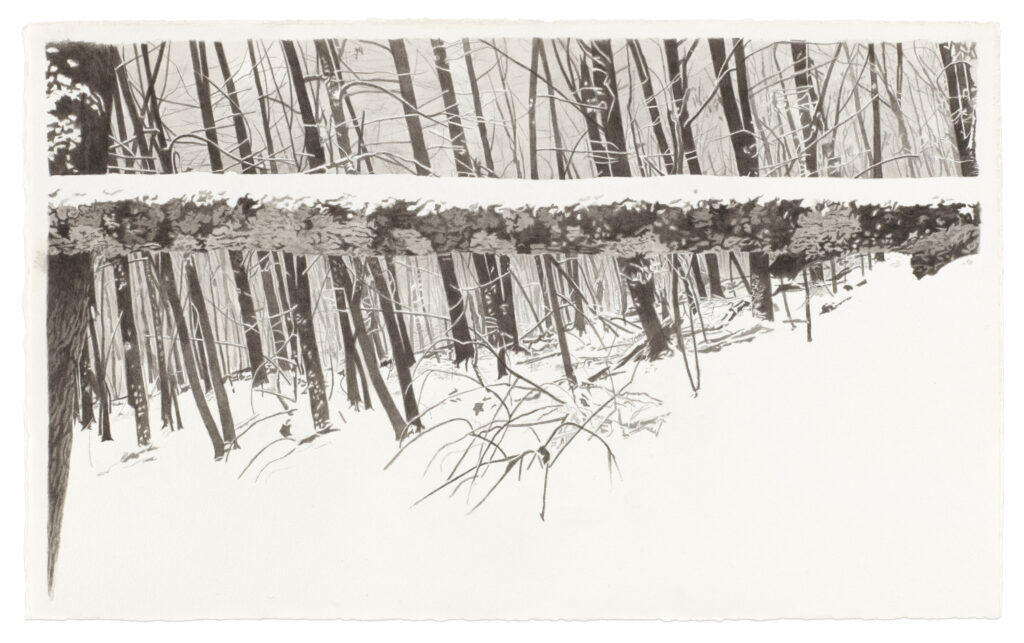 Meg Alexander, Snow Tree (horizontal) 2025 11 x 15 inches India ink and graphite on paper