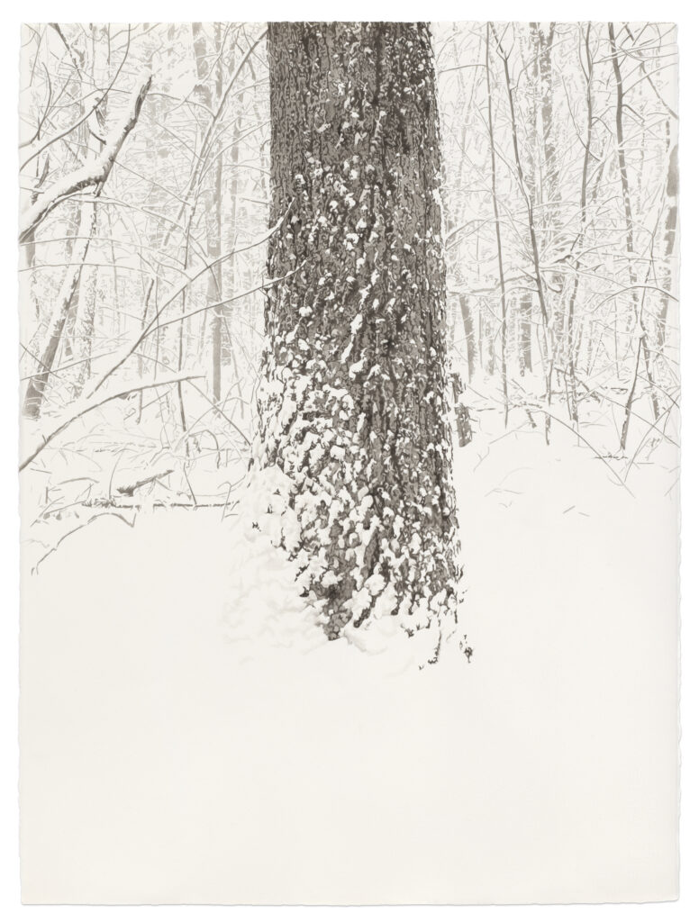 Meg Alexander, Snow Tree 2025 2025 30 x 22 inches India ink and graphite on paper