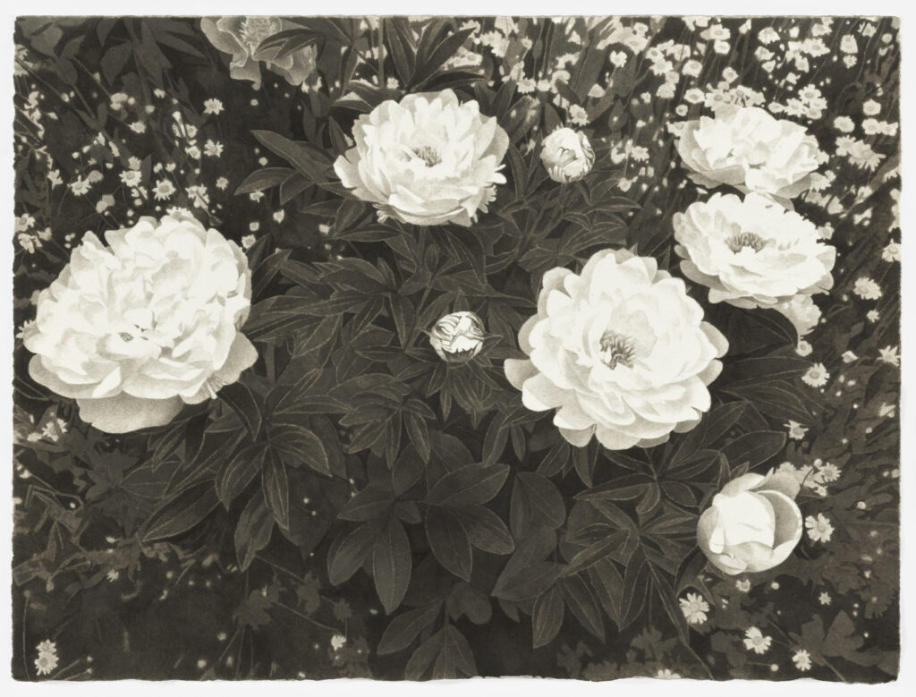 Meg Alexander, Peony Paradox 11, 2019, india ink on paper, 11 x 15 inches
